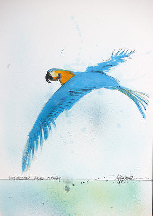 Ralph Steadman Nextinction Blue Throated Macaw Print